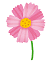 flower_cosmos