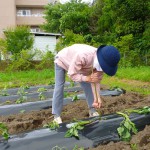 2016.5.19 芋植え (1)