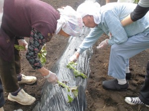 2019.5.14 野菜苗植え (14)